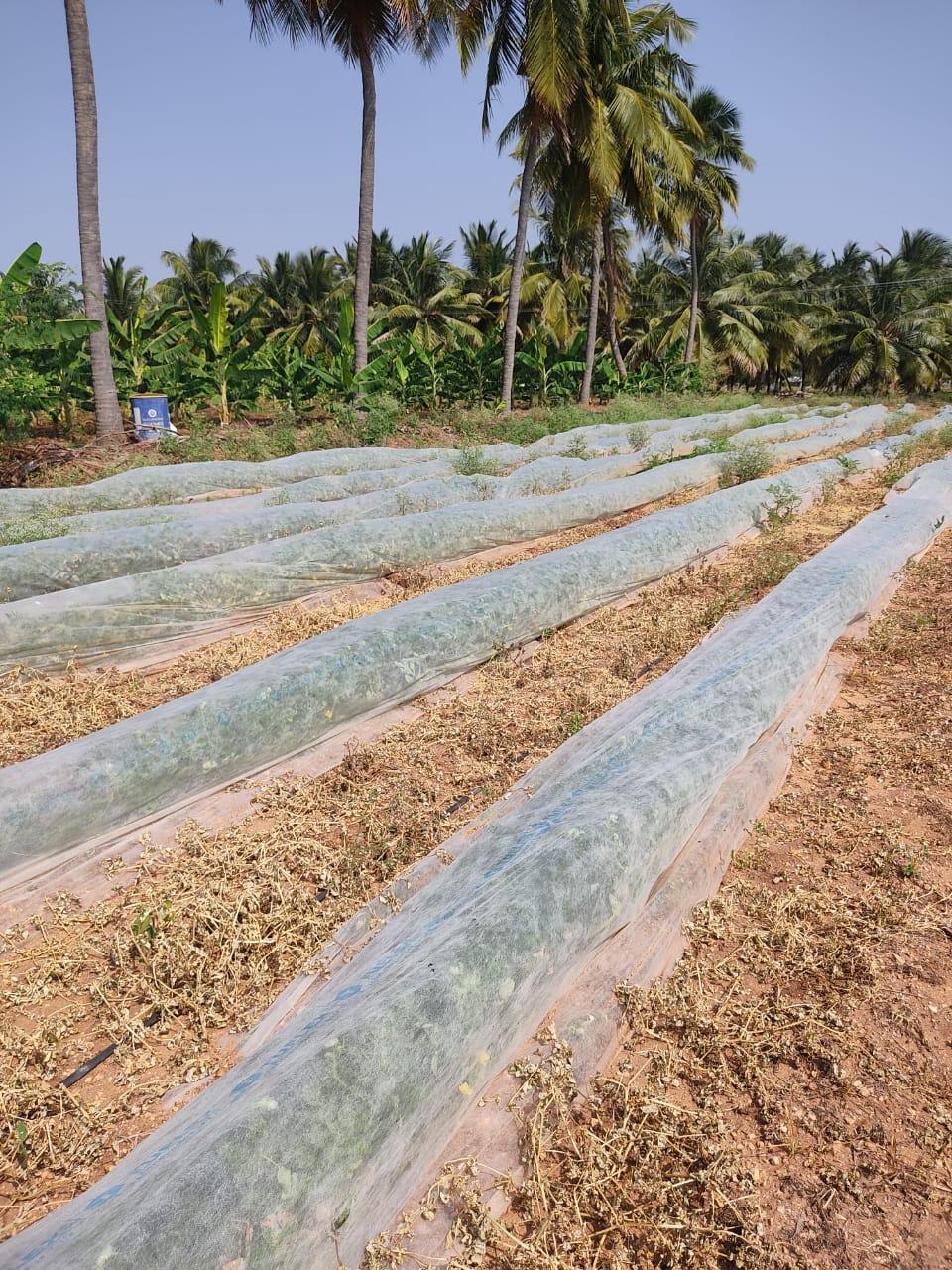 crop cover
